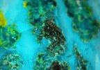 Chrysocolla with Malachite and Quartz - Koakoveld, Namibia