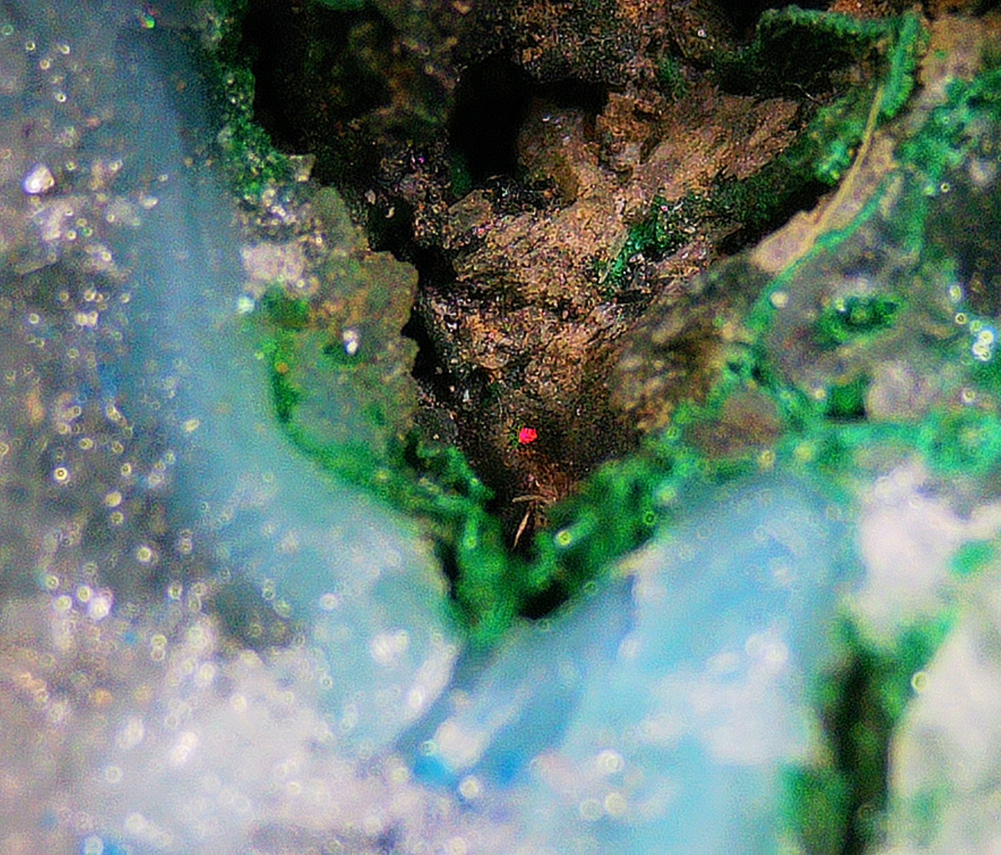 Chrysocolla with Malachite and Quartz - Kaokoveld, Namibia