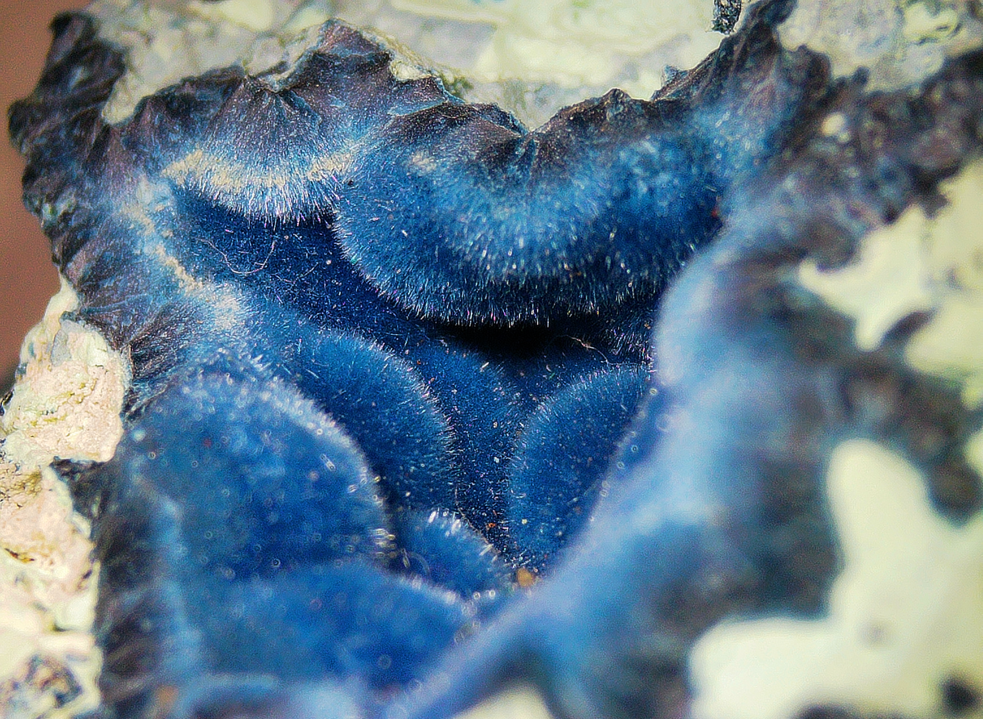 Shattuckite with Chrysocolla and Quartz - Kaokoveld, Namibia