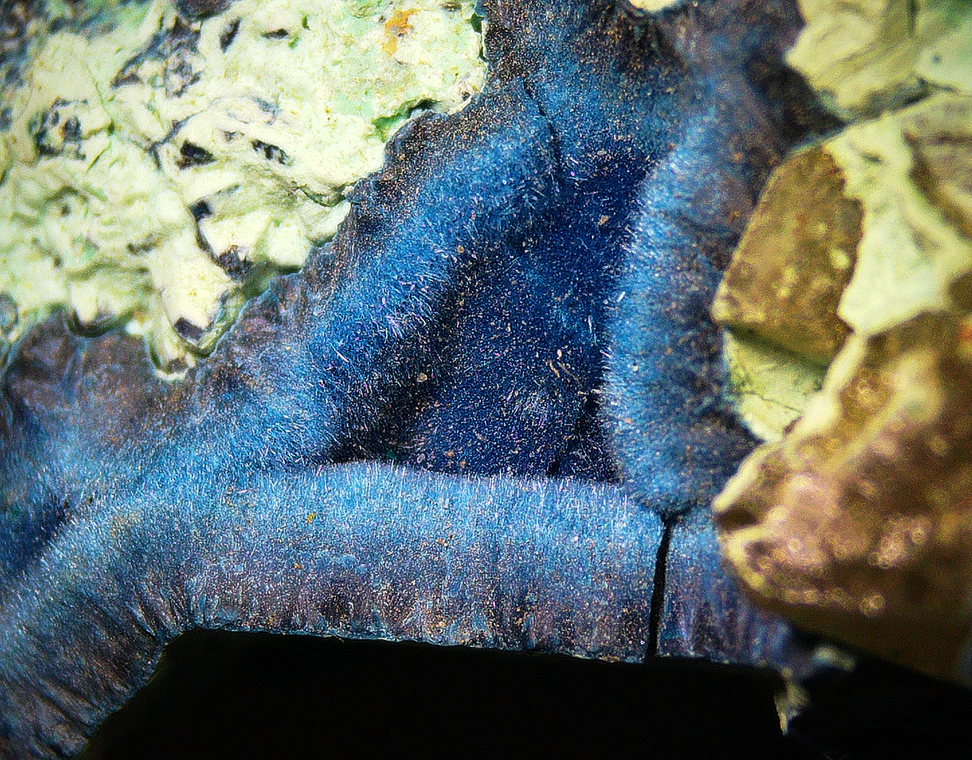 Shattuckite with Chrysocolla - Kaokoveld, Namibia