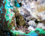Chrysocolla with Quartz and Shattuckite - Kaokoveld, Namibia