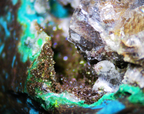Chrysocolla with Quartz and Shattuckite - Kaokoveld, Namibia