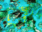 Chrysocolla with Malachite and Quartz - Kaokoveld, Namibia