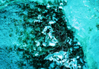 Chrysocolla with Malachite - Kaokoveld, Namibia