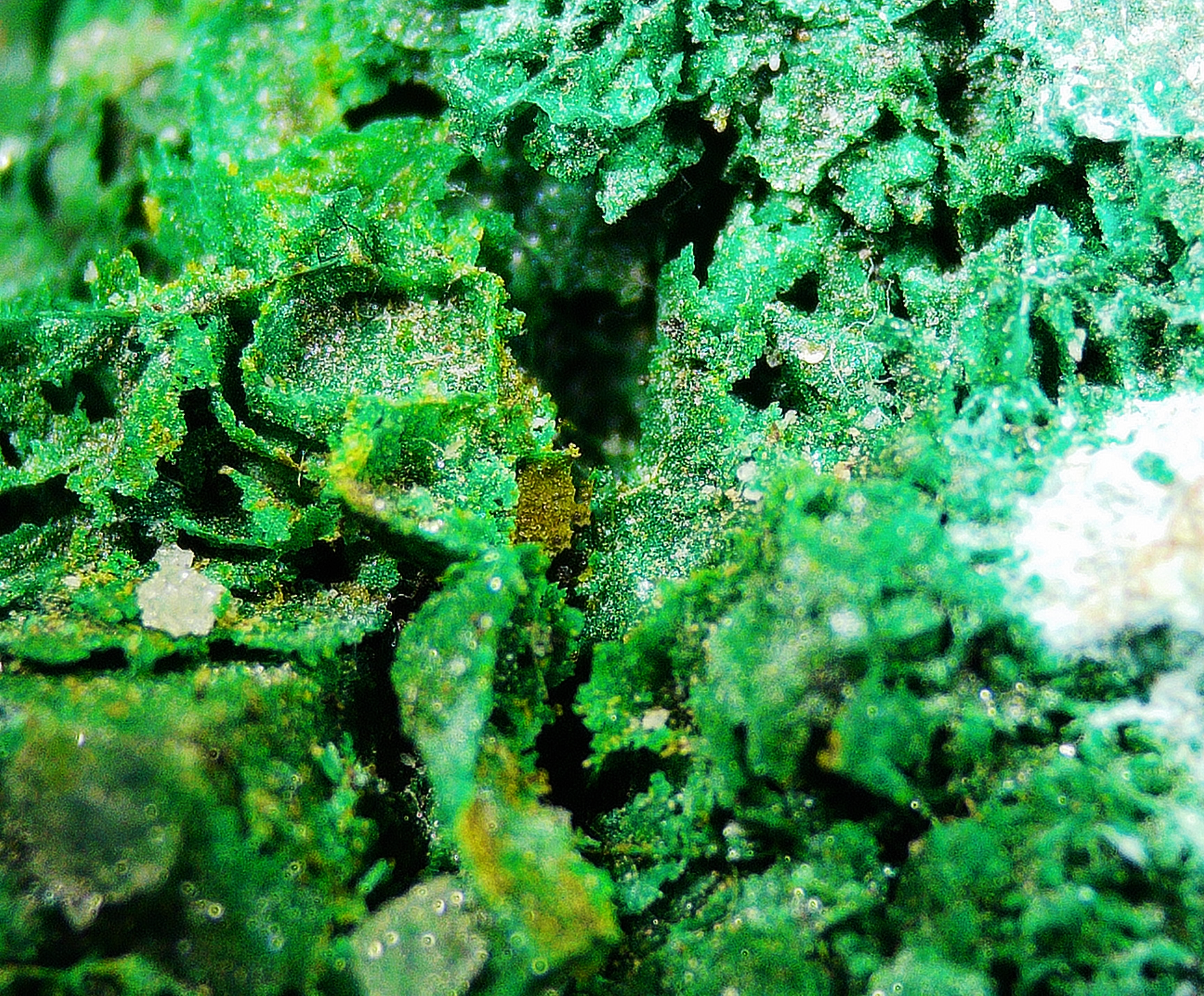 Chrysocolla with Malachite on Matrix - Kaokoveld, Namibia