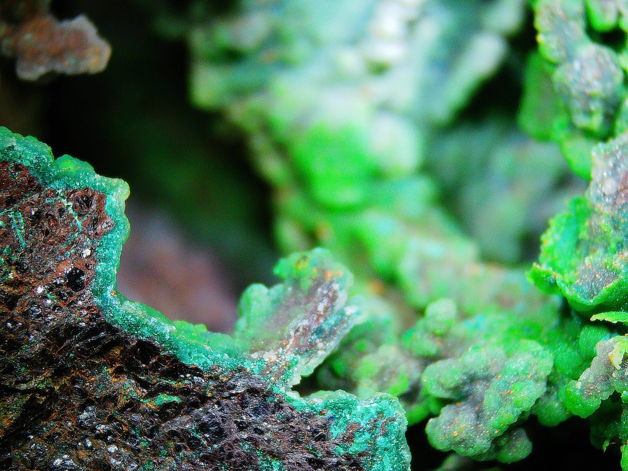 Azurite–Malachite with Chrysocolla on Iron-Rich Matrix - Kaokoveld, Namibia