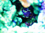 Chrysocolla with Azurite and Quartz on Copper-Rich Host Rock - Kaokoveld, Namibia