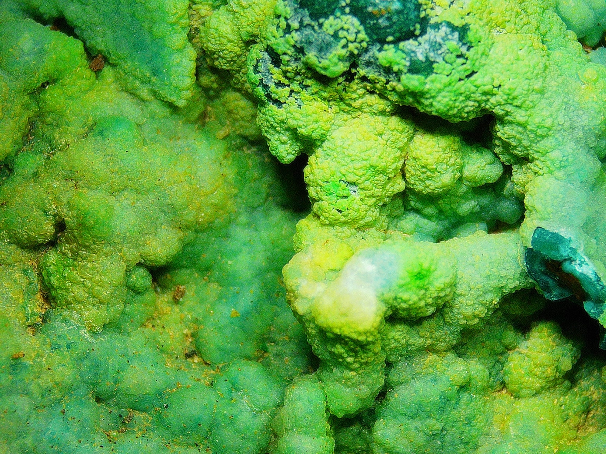 Chrysocolla (Botryoidal) with Minor Copper Silicates on Matrix - Kaokoveld, Namibia