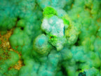 Chrysocolla (Botryoidal) with Minor Copper Silicates on Matrix - Kaokoveld, Namibia