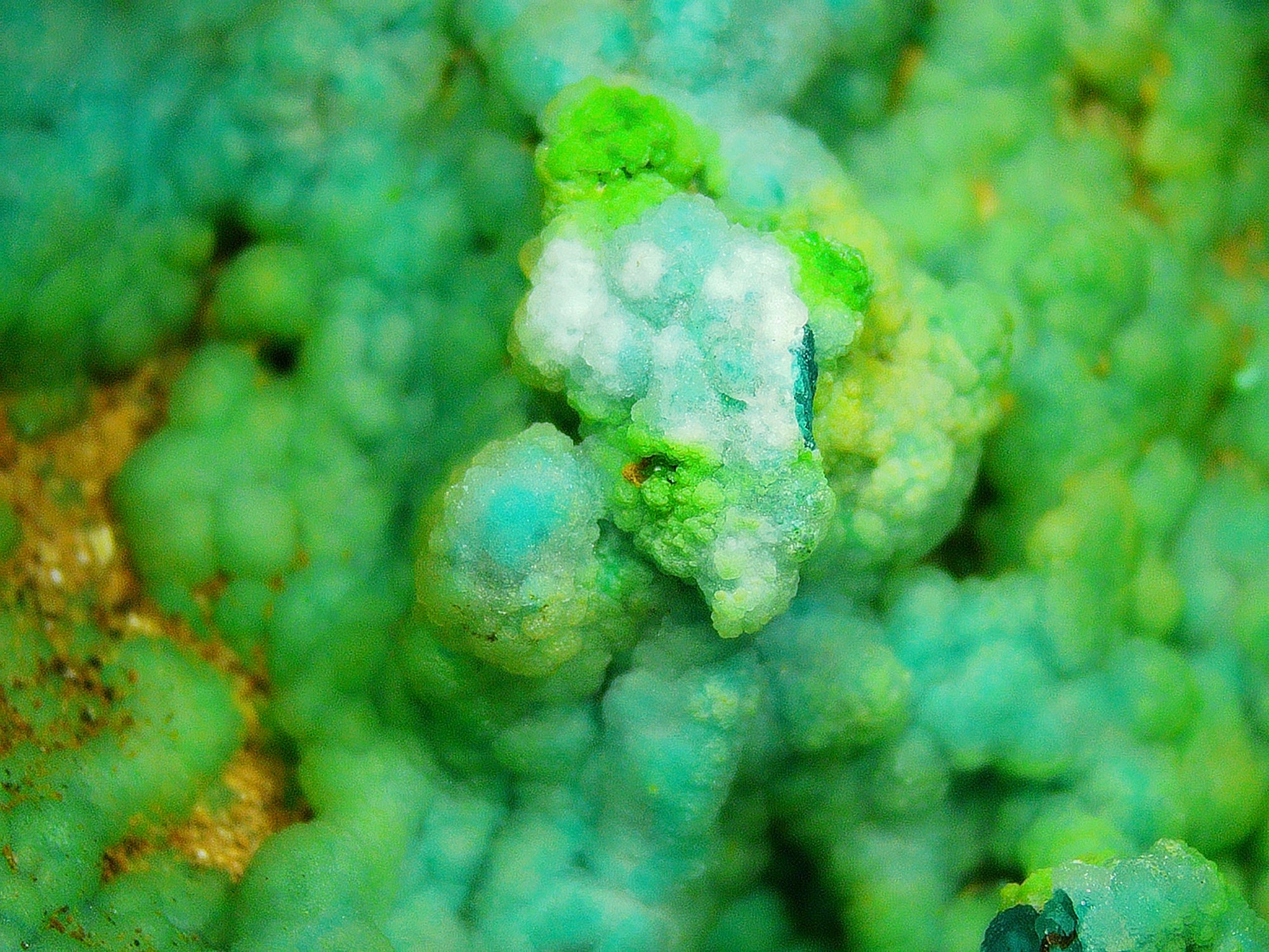Chrysocolla (Botryoidal) with Minor Copper Silicates on Matrix - Kaokoveld, Namibia