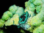 Chrysocolla (Botryoidal) with Minor Copper Silicates on Matrix - Kaokoveld, Namibia