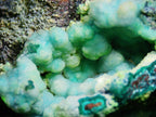 Chrysocolla (Botryoidal) with Minor Copper Silicates on Matrix - Kaokoveld, Namibia